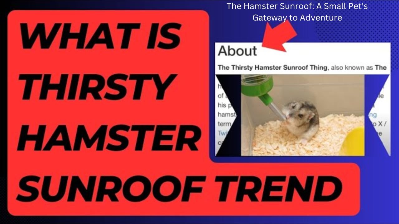 The Hamster Sunroof A Small Pet's Gateway to Adventure